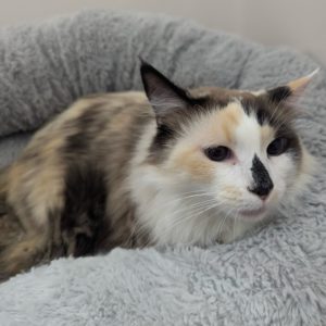 Picture of Caramelo
