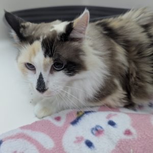 Picture of Caramelo
