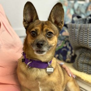 Picture of Charlie