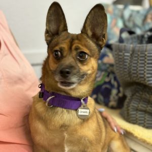 Picture of Charlie