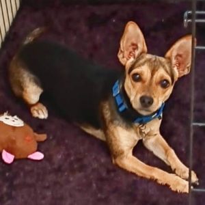 Picture of Coco