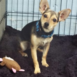 Picture of Coco
