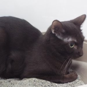 Picture of Coco