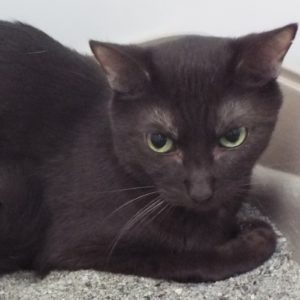 Picture of Coco