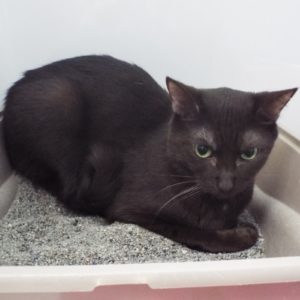 Picture of Coco