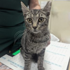 Picture of Colonel Whiskers