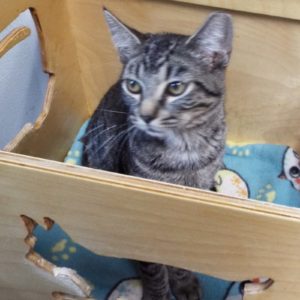 Picture of Colonel Whiskers
