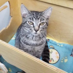 Picture of Colonel Whiskers