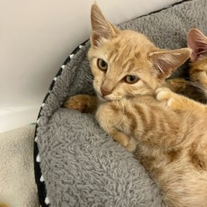 Picture of Copper