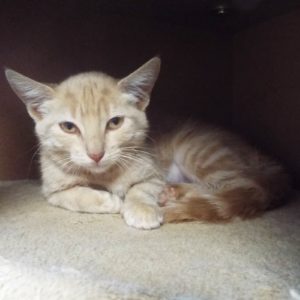 Picture of Copper
