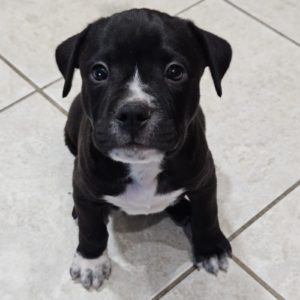 Picture of Crackle