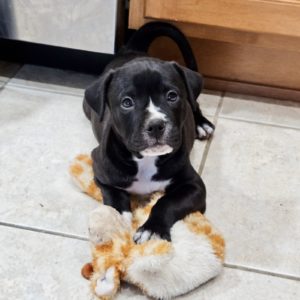 Picture of Crackle