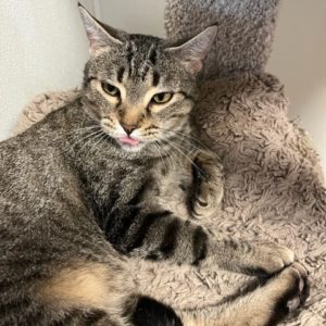 Picture of Crepe