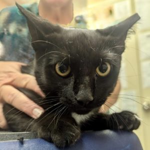 Picture of Det. Whiskerson