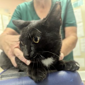 Picture of Det. Whiskerson