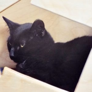 Picture of Det. Whiskerson