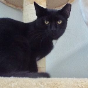 Picture of Det. Whiskerson