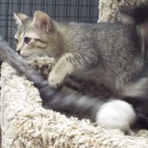 Picture of Dribble