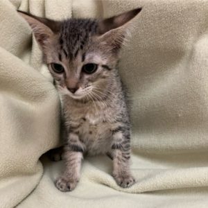Picture of Dribble