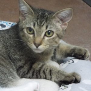 Picture of Dribble