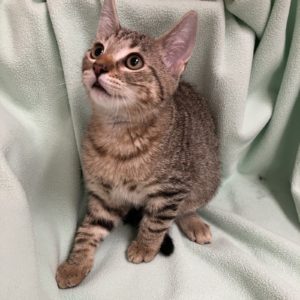 Picture of Eggo