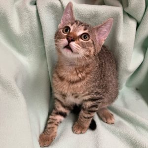 Picture of Eggo