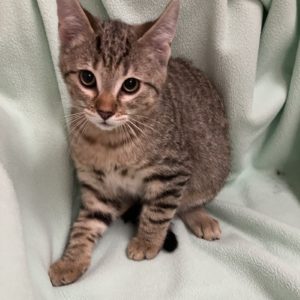 Picture of Eggo