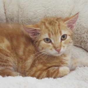Picture of Goldie