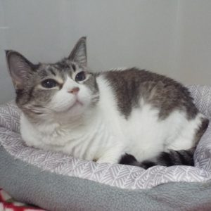Picture of Greta (R.B.)