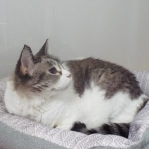 Picture of Greta (R.B.)