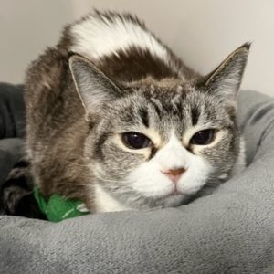 Picture of Greta (R.B.)