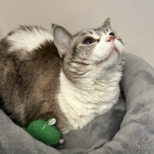 Picture of Greta (R.B.)