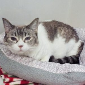 Picture of Greta (R.B.)