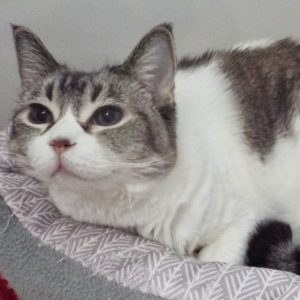 Picture of Greta (R.B.)