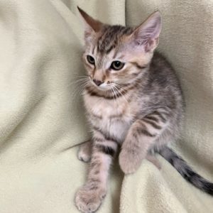 Picture of Iris