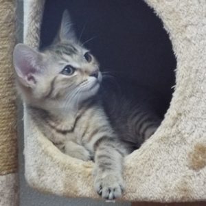 Picture of Iris
