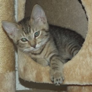 Picture of Iris