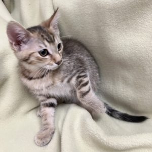 Picture of Iris