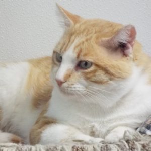 Picture of Juice