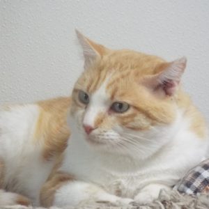 Picture of Juice
