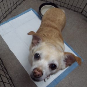 Picture of Juliet