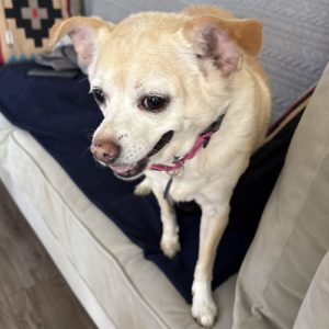 Picture of Juliet