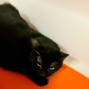 Picture of Kiwi