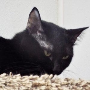Picture of Kiwi