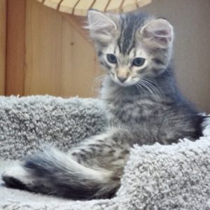 Picture of Lily