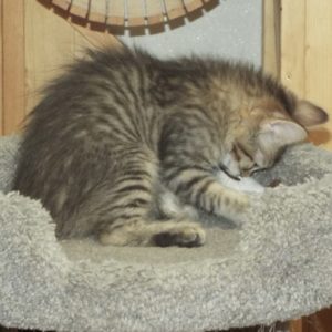 Picture of Lily
