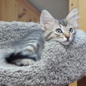 Picture of Lily