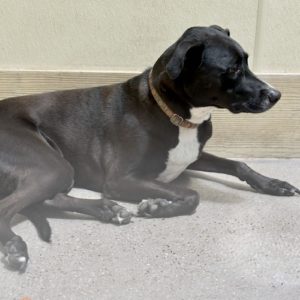 Picture of Lola