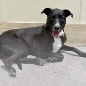 Picture of Lola