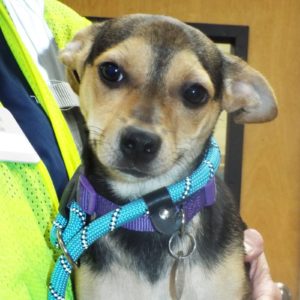 Picture of Coco